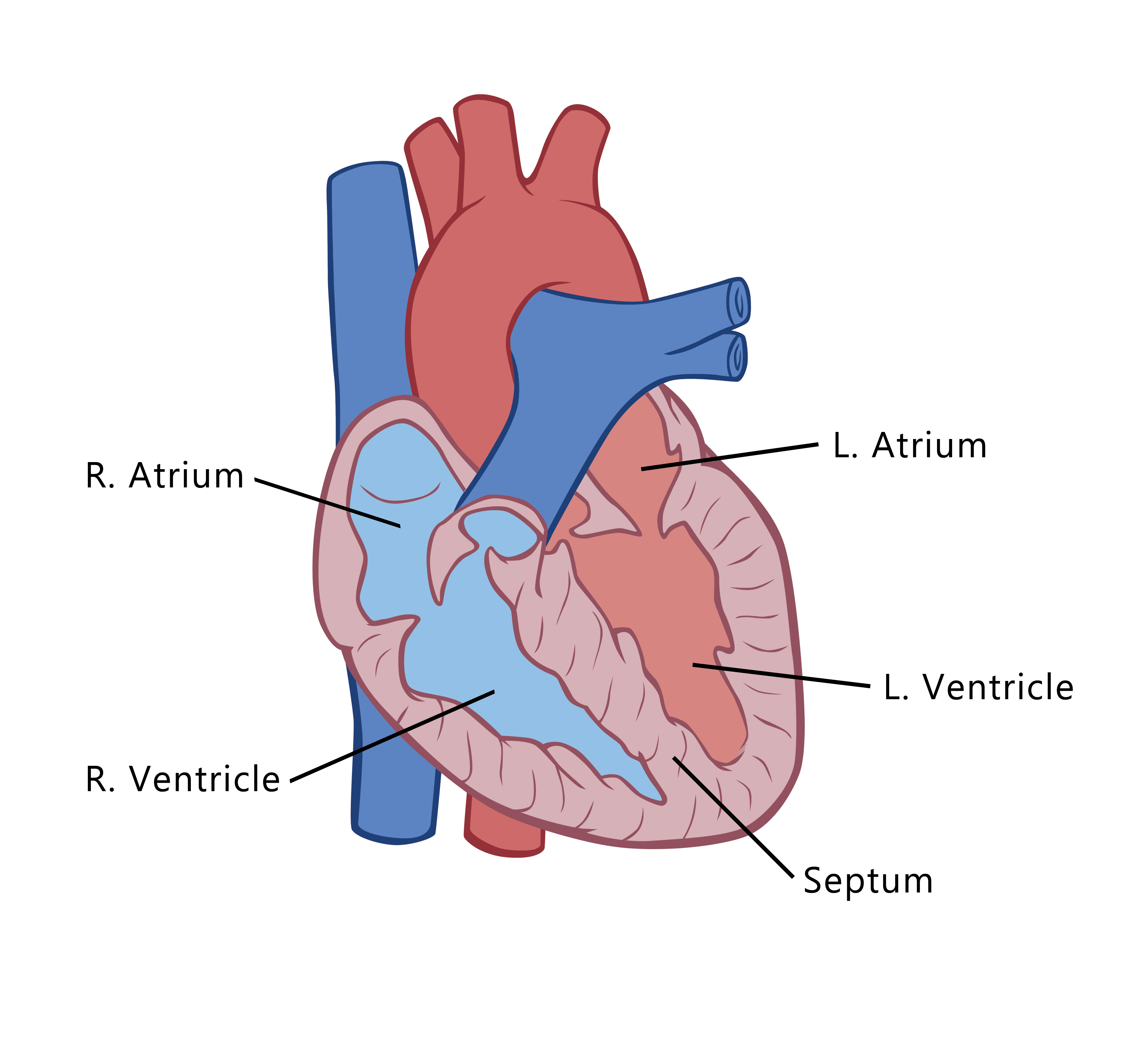 Heart The Partnership in Education